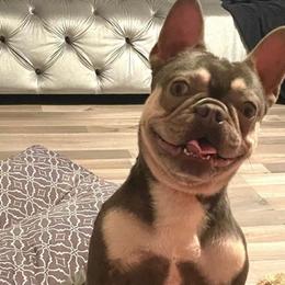 Bulldogs and French Bulldogs from Atlanta Bulldogs