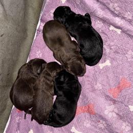 Red Collar Male - Black male Labrador Retriever puppy in Kissimmee, Florida from SunState Labs