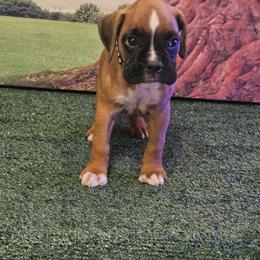 Boxer Puppies from Puppy Patch