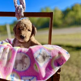 Labradoodle and Poodle Puppies from PawfectBud