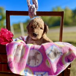 Labradoodle and Poodle Puppies from PawfectBud