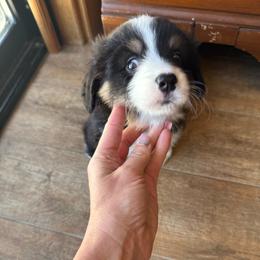 Wrangler - Black and tan male Pembroke Welsh Corgi puppy in Atascadero, California from California Corgis and Kunes