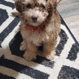 Poodles from Sheri Jo’s Toys