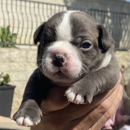 French Bulldogs from Kobe’s Kennels