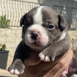 French Bulldogs from Kobe’s Kennels