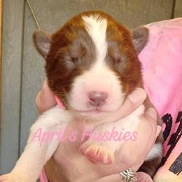 Girl 1 - Red and white female Siberian Husky puppy in Terre Haute, Indiana from April's Huskies