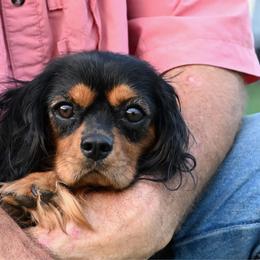 Maggie - Cavalier King Charles Spaniel