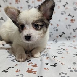 Cajun girl - White black and tan female Papillon puppy in Joshua, Texas from Summertime Kennels