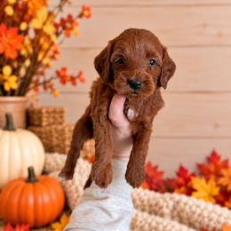 Hunter - Orange Collar - Red  male Goldendoodle puppy in Billings, Montana from Montana Raised Doodles