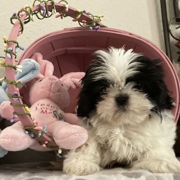 Shih Tzu Puppies from Little Lions West