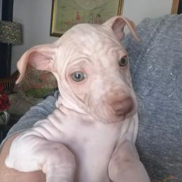 Caeser - White and lemon male American Hairless Terrier puppy in Claremont, New Hampshire from Melanie Bell
