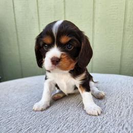 Guava Chocolate Tri Color - Chocolate female Cavalier King Charles Spaniel puppy in Nampa, Idaho from Heart Mountain Cavaliers & Floating Feathers Kennel