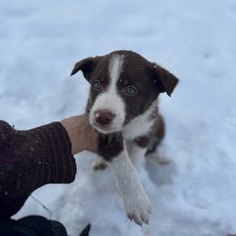 Bixby - Red male Border Collie puppy in Richfield, Ohio from Stone Garden Border Collies