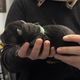 Green collar - Black and tan male German Shepherd puppy in Falcon, Missouri from K2D2 Farm