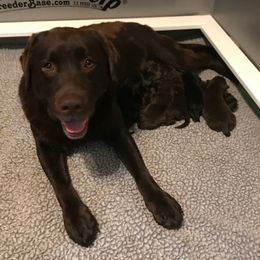 Labrador Retrievers from Dreamweaver Labradors