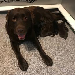 Labrador Retrievers from Dreamweaver Labradors