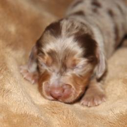 Girl 1 - Dapple female Dachshund puppy in Pontotoc, Mississippi from Doubletake Doodles & Dachshunds