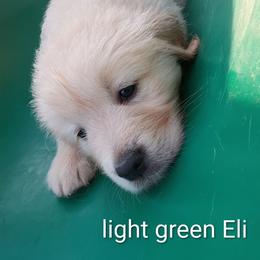 Light green, Eli, short for Elijah - Light golden male Golden Retriever puppy in Slaughters, Kentucky from Kimber's Helping Paws