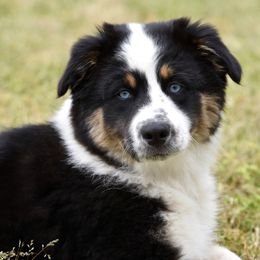 Australian Shepherd Puppies from Indigo Grove Aussies