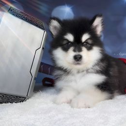 Black collar F - Alaskan Malamute puppy in Spokane, Washington from Asgard Wooly Malamutes