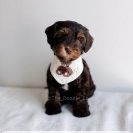Aloha - Love litter - Chocolate male Australian Labradoodle puppy in Syracuse, Indiana from The Doodle Cove