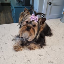 Meka - Yorkshire Terrier