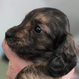 Jace - Brindle male Dachshund puppy in Nine Mile Falls, Washington from River Run Doxies
