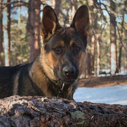 Bear - German Shepherd