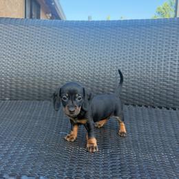 Purple collar girl - Black and tan female Dachshund puppy in Modesto, California from The dachshunds