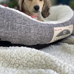 Dachshund Puppies from Meadow Ridge Dachshunds