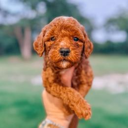 Marfa - Red  female Goldendoodle puppy in Iola, Texas from Supreme Doodles of Texas