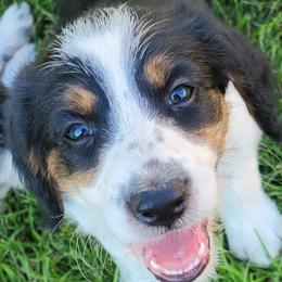 Molly Pitcher - Black and white female Assorted Doodle Crosses puppy in Bagley, Minnesota from Soni Morgan