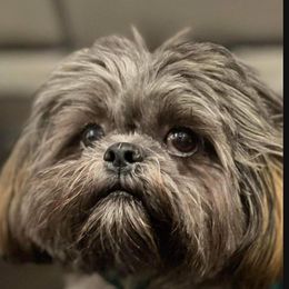 Shih Tzu Puppies from Grandma Ts Precious Puppies