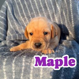 Maple - Yellow female Labrador Retriever puppy in Lucasville, Ohio from Backwoods Labradors