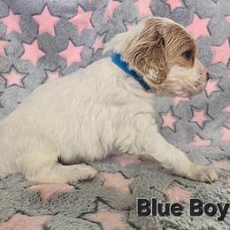 Blue Boy - Orange belton male English Setter puppy in Potosi, Wisconsin from Point and Flush Gun Dogs