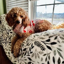 Poodle Puppies from Majestic Embrace