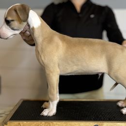 Cypress - Whippet puppy from Wildbriar Whippets