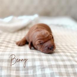 Male - Red  male Goldendoodle puppy in Vancouver, Washington from Pnwfamilydoodles