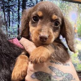 Bruno - Chocolate male Dachshund puppy in Cabool, Missouri from Dachshund's of Country Magic Farms in Missouri