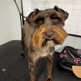 Rosalina - Miniature Schnauzer