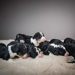 Boy 4 - male Bernedoodle puppy in Caldwell, Idaho from Boise Doodle Co.