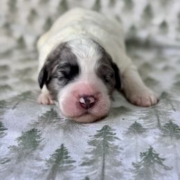 Topaz - Blue merle and white male Sheepadoodle puppy in Tahlequah, Oklahoma from Mulberry Ridge Doodles