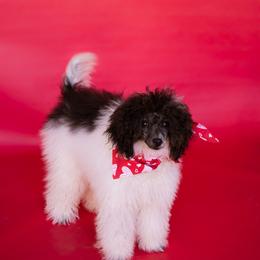 Daisy - Poodle