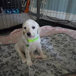Casper - White male Poodle puppy in Aurora, Colorado from Simply Amazing Doodles