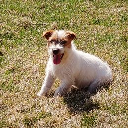 Squeaks - Russell Terrier