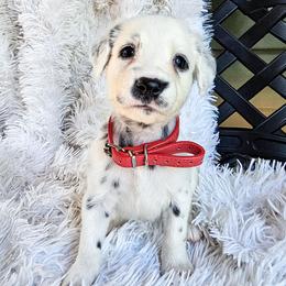 Red - White and black male Dalmatian puppy in Gray, Georgia from Fuller Spots