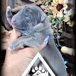 Phoenix - Blue female German Shepherd puppy in Sequim, Washington from German Shepherd Haus