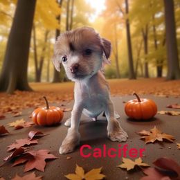 Calcifer - Apricot male Chinese Crested puppy in Woodland Park, Colorado from Feathers End Kennels