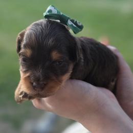 Flopsy - Chocolate female Goldendoodle puppy in Decatur, Tennessee from Diamond's Doodles