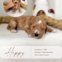 Happy - Apricot female Goldendoodle puppy in Hiddenite, North Carolina from Rose and Reid Doodles